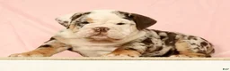 English Bulldog dogs for sale: Gherkin - Ad 3
