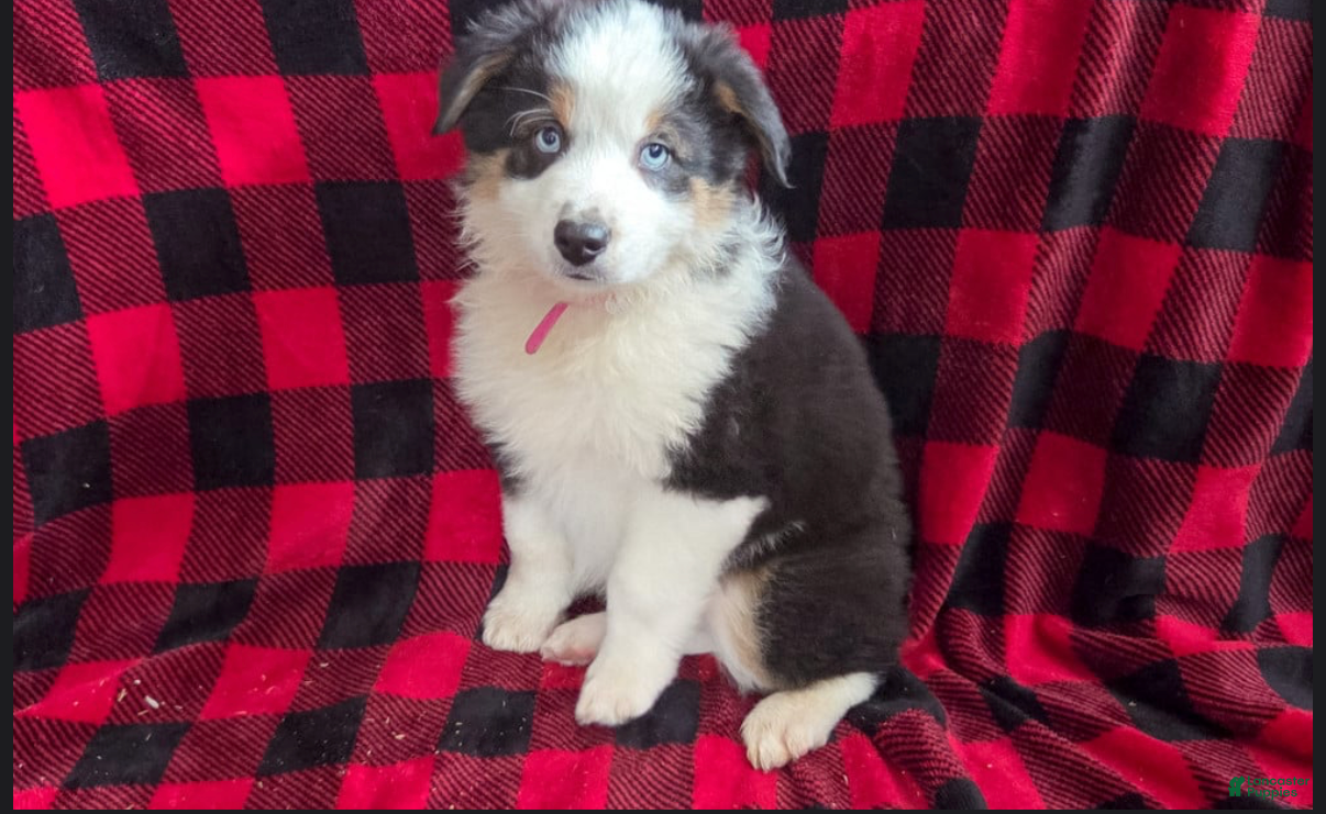 Miniature Australian Shepherd dogs Lenny - Ad 2