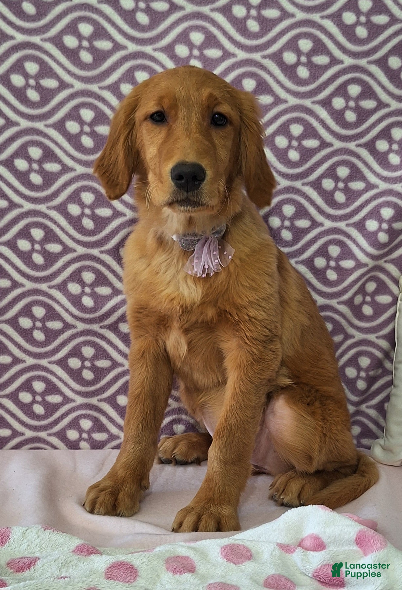 Golden Retriever dogs Bridget - Ad 2