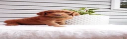 Goldendoodle dogs for sale: Pickles  - Ad 6