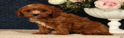 Cavapoo dogs for sale: Lilly - Ad 6