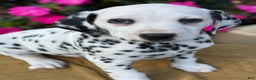 Dalmatian dogs for sale: Monroe - Ad 11