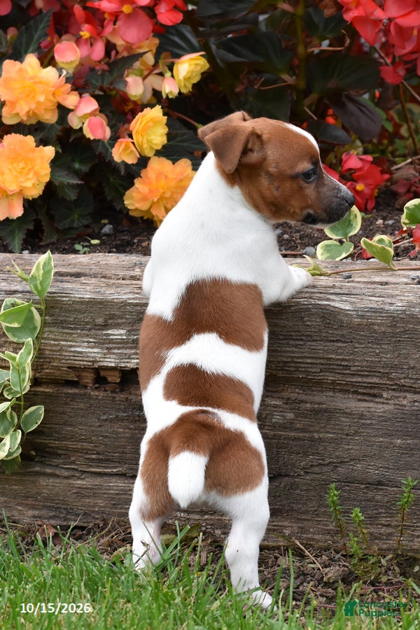 Jack Russell Terrier dogs for sale: Poppy - Ad 2