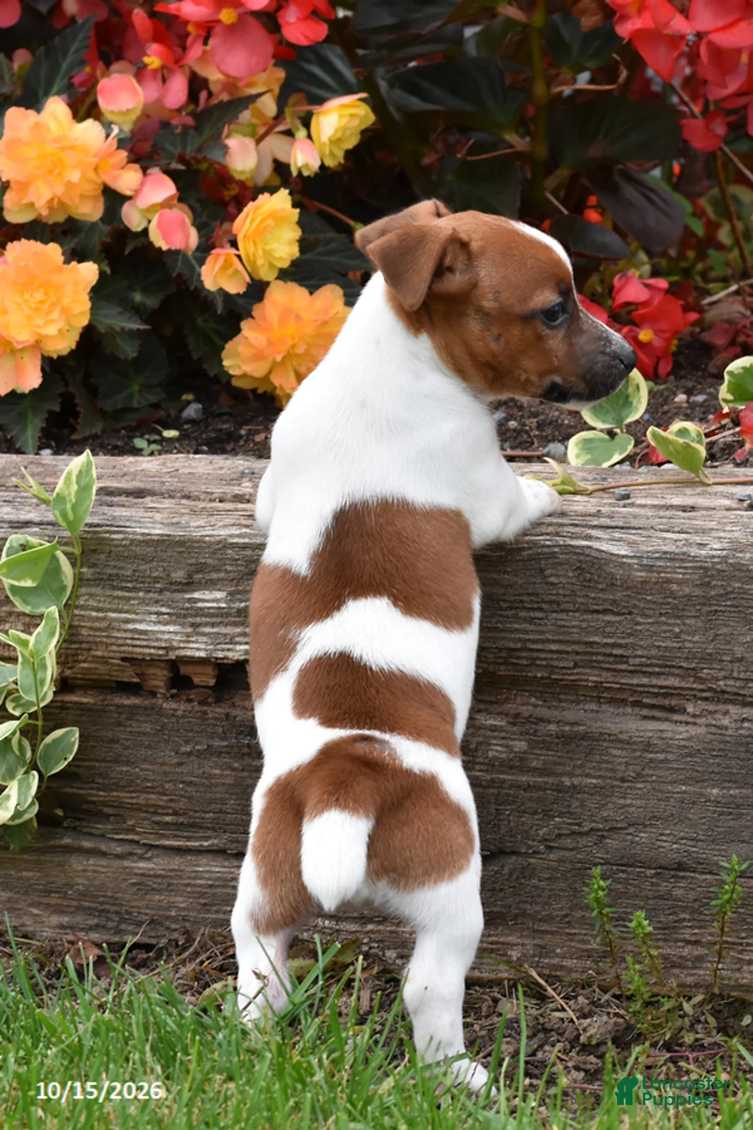 Jack Russell Terrier dogs for sale: Poppy - Ad 2