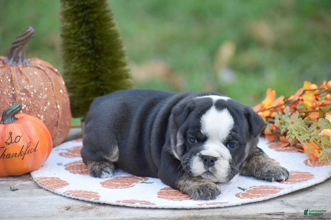 English Bulldog dogs for sale: Francesca - Ad 8