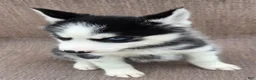 Siberian Husky dogs for sale: Emerson  - Ad 4
