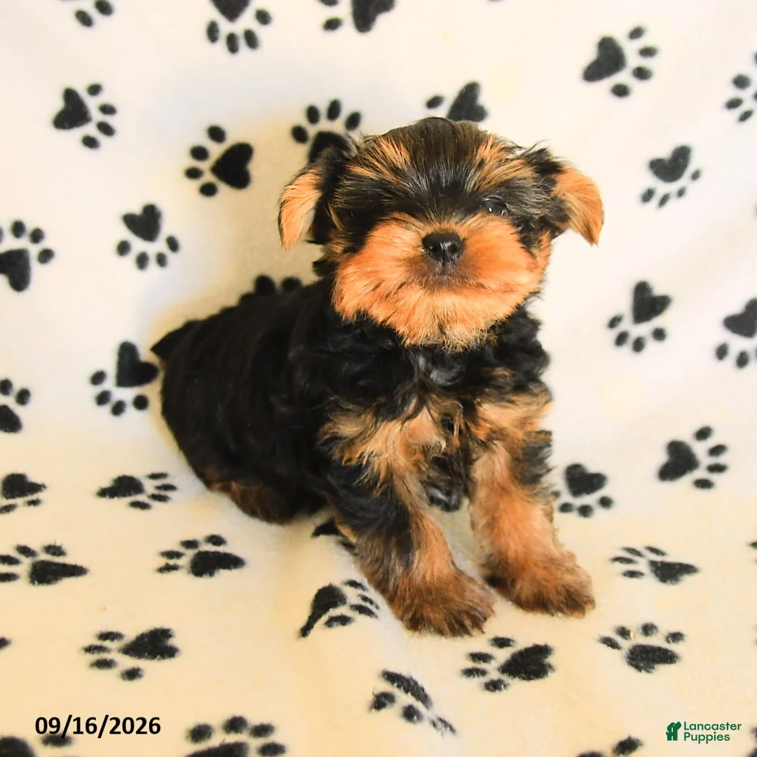 Yorkshire Terrier dogs for sale: Peanut  - Ad 5