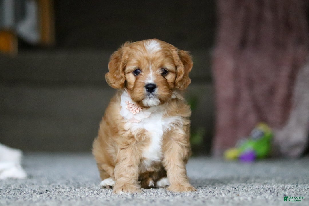 Cavalier King Charles Spaniel dogs for sale: Callie - Ad 1