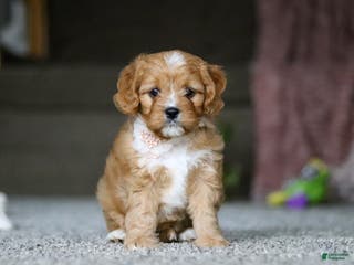 Cavalier King Charles Spaniel dogs Callie - Ad 35