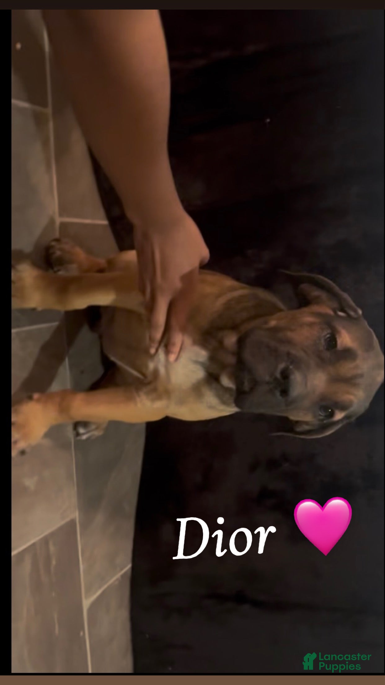 Cane Corso dogs DIOR 🩷 - Ad 1
