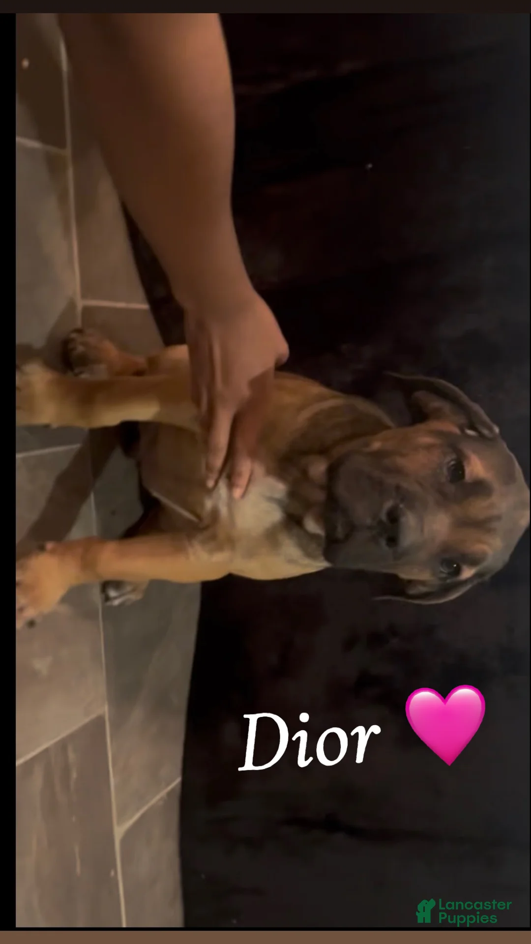 Cane Corso dogs for sale: DIOR 🩷 - Ad 1