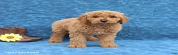 Goldendoodle dogs for sale: Judy - Ad 3