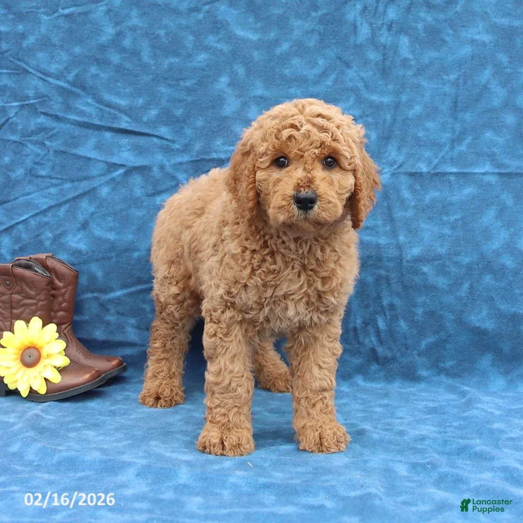 Goldendoodle dogs for sale: Judy - Ad 3