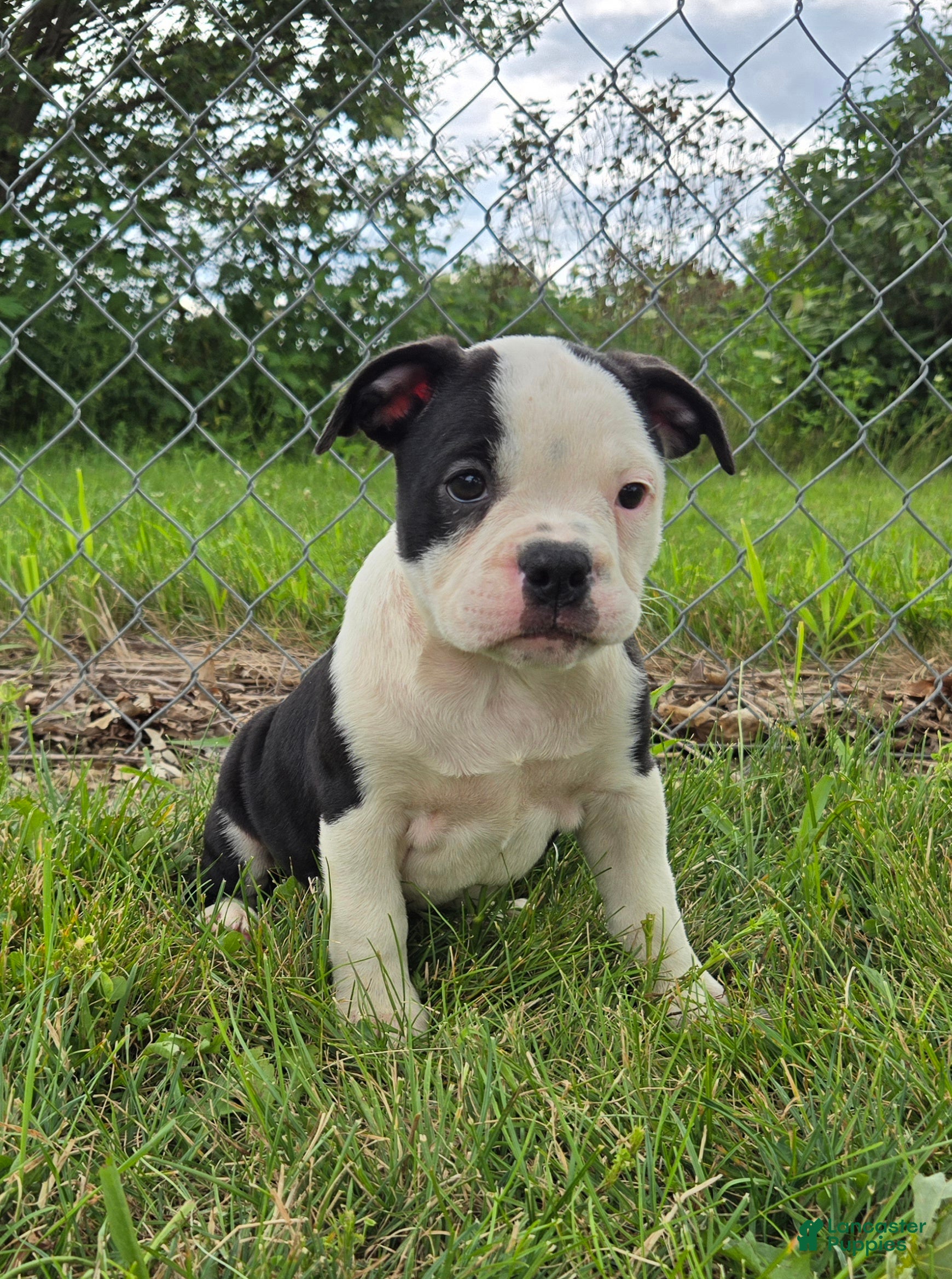 Olde English Bulldogge dogs Bopeep - Ad 2
