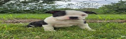Olde English Bulldogge dogs for sale: Bopeep - Ad 2