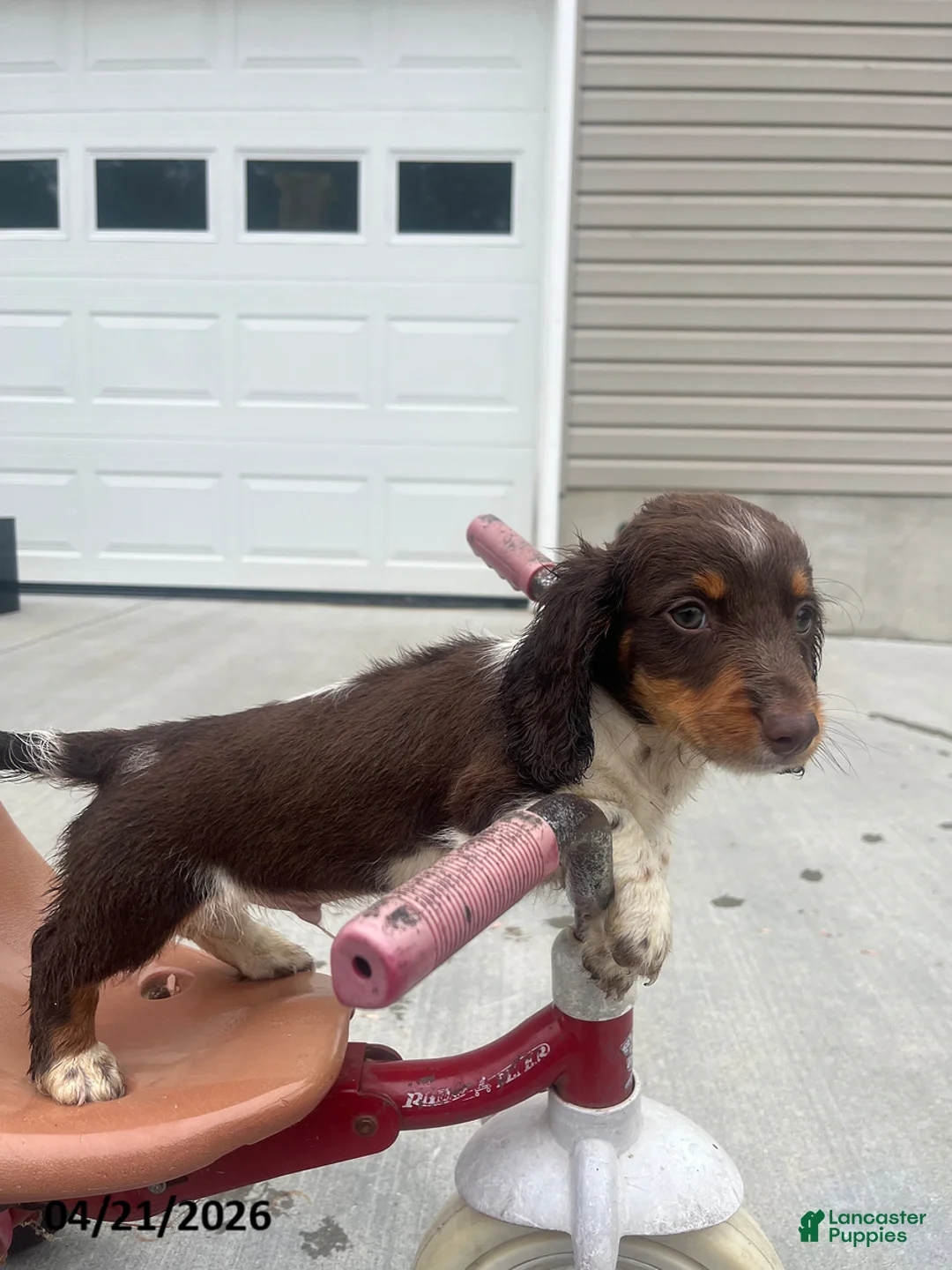 Miniature Dachshund dogs for sale: Arthur - Ad 4