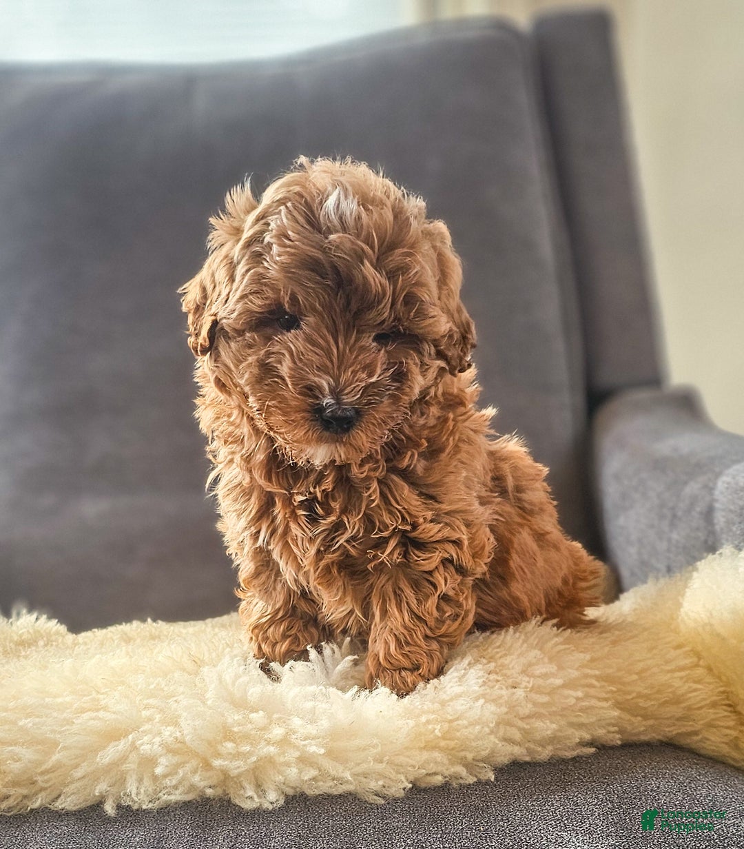 Mini Goldendoodle dogs for sale: Duke - Ad 4