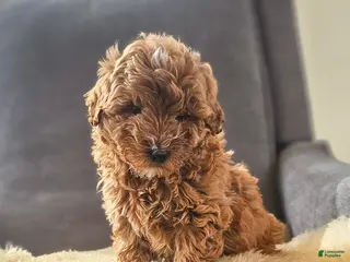 Mini Goldendoodle dogs Duke - Ad 26