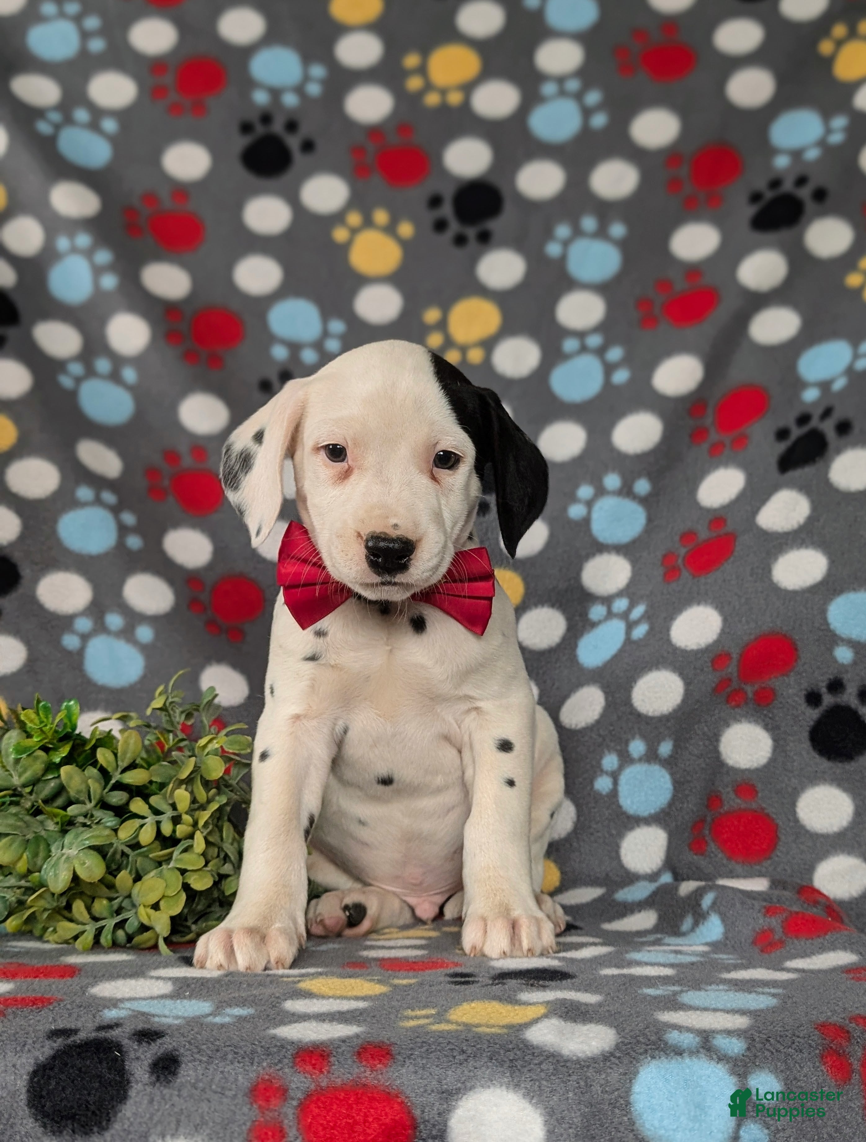 Dalmatian dogs Jordan - Ad 2