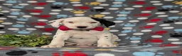 Dalmatian dogs for sale: Jordan - Ad 2