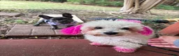 Maltipoo dogs for sale: Maltipoo 2 - Ad 8