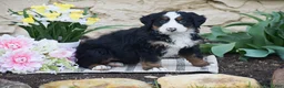 Bernese Mountain Dog dogs for sale: Sarah - Ad 1