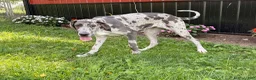 Great Dane dogs for sale: Echo - Ad 9
