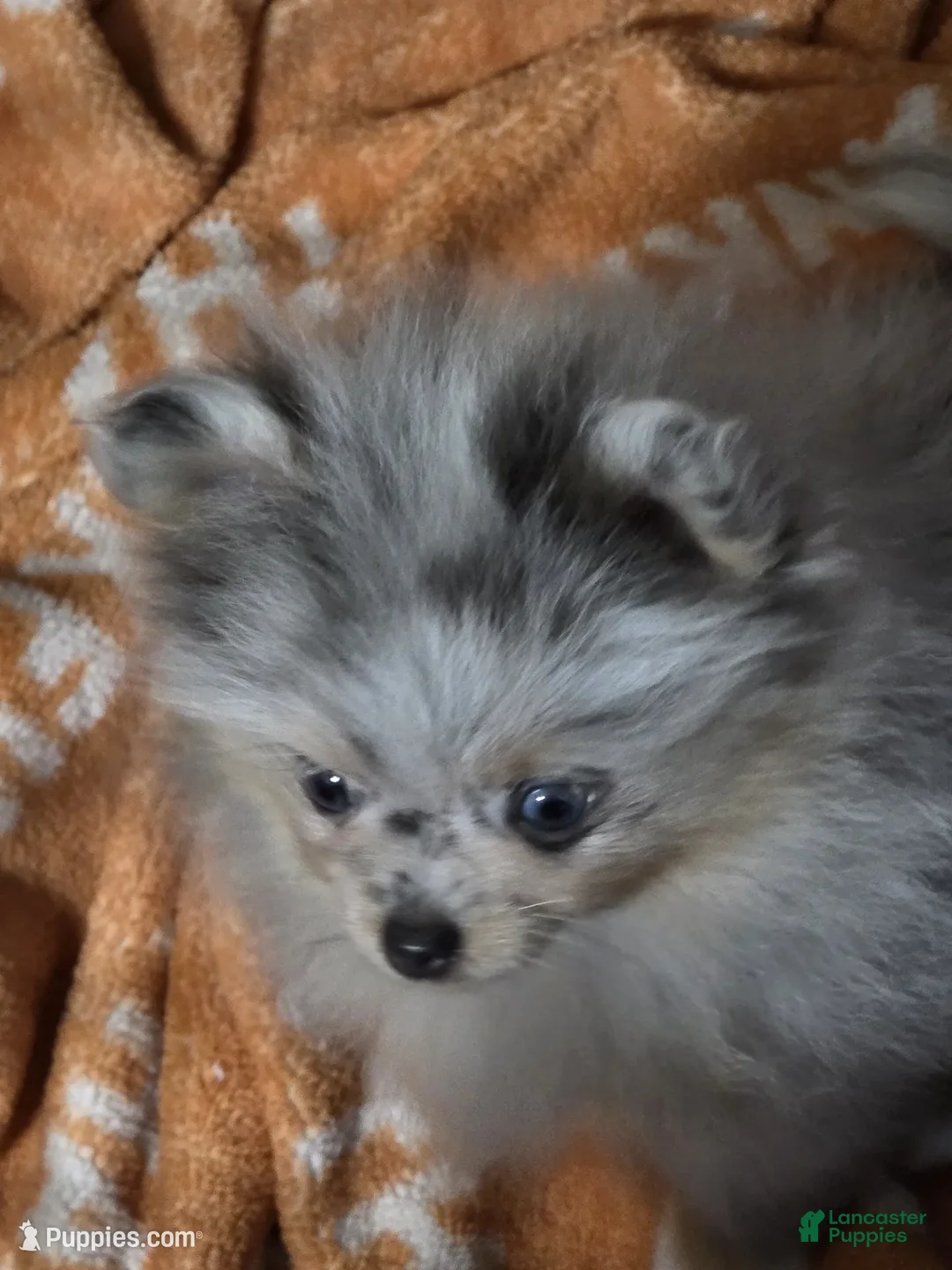 Pomeranian dogs for sale: Aca sky  - Ad 2