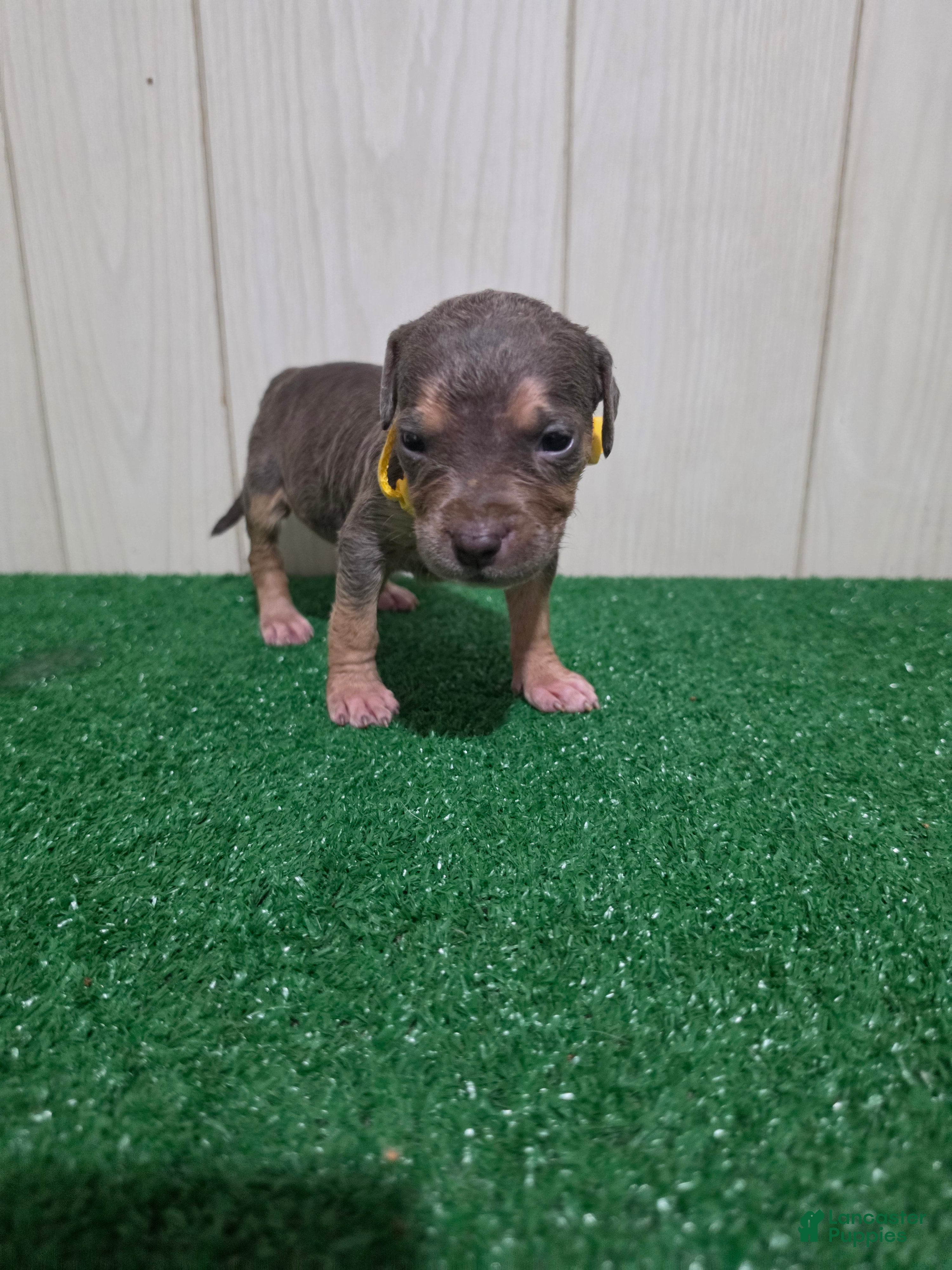 American Bully dogs for sale: American Bully XL Puppy 11 (Yellow Collar) - Ad 4