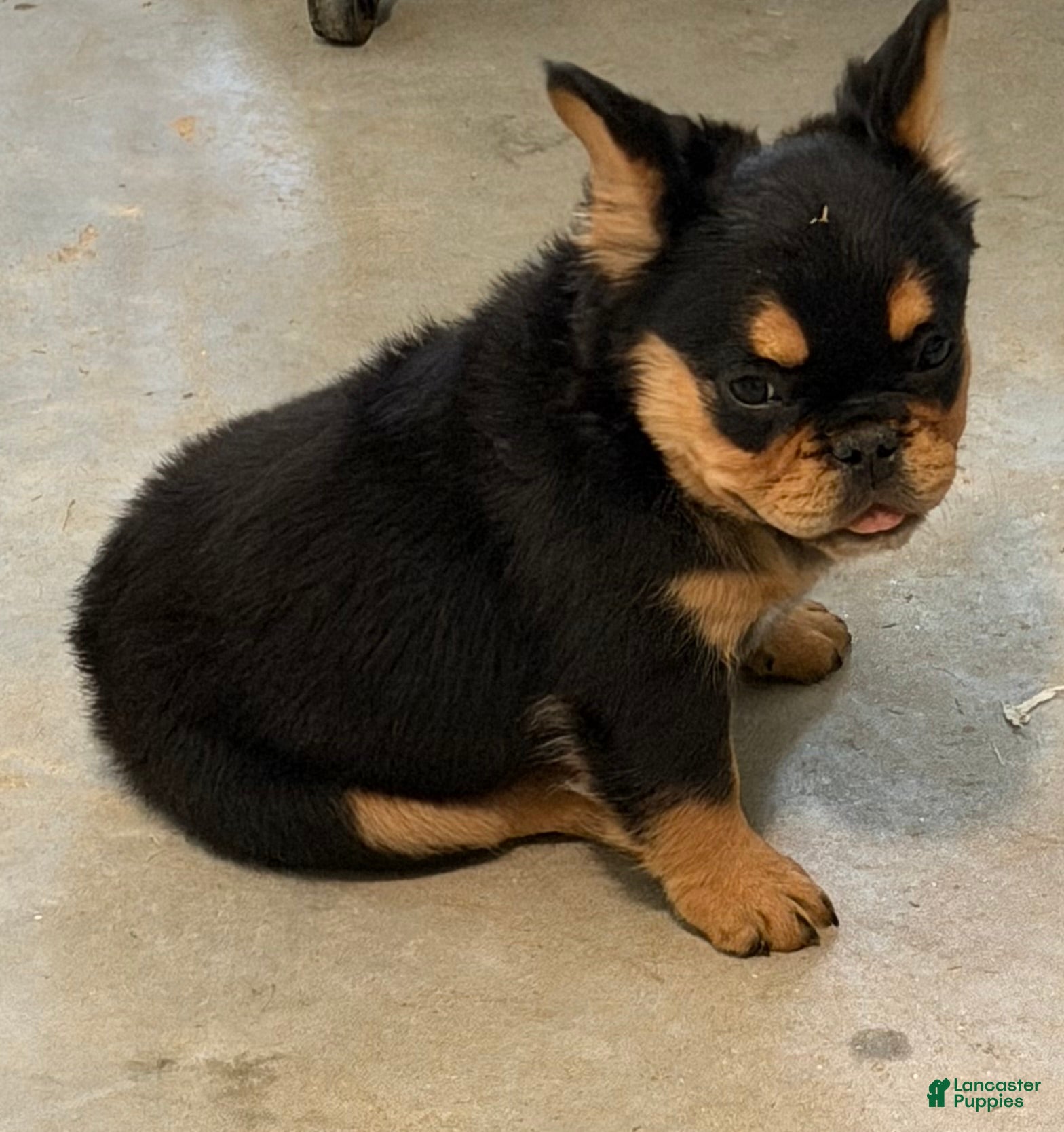 French Bulldog dogs French Bulldog Puppy 4 - Ad 30