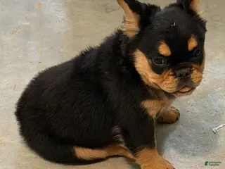 French Bulldog dogs French Bulldog Puppy 4 - Ad 30