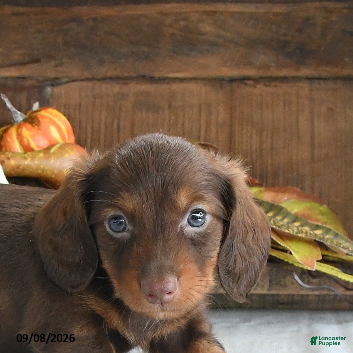 Miniature Dachshund dogs Dallas - Ad 2