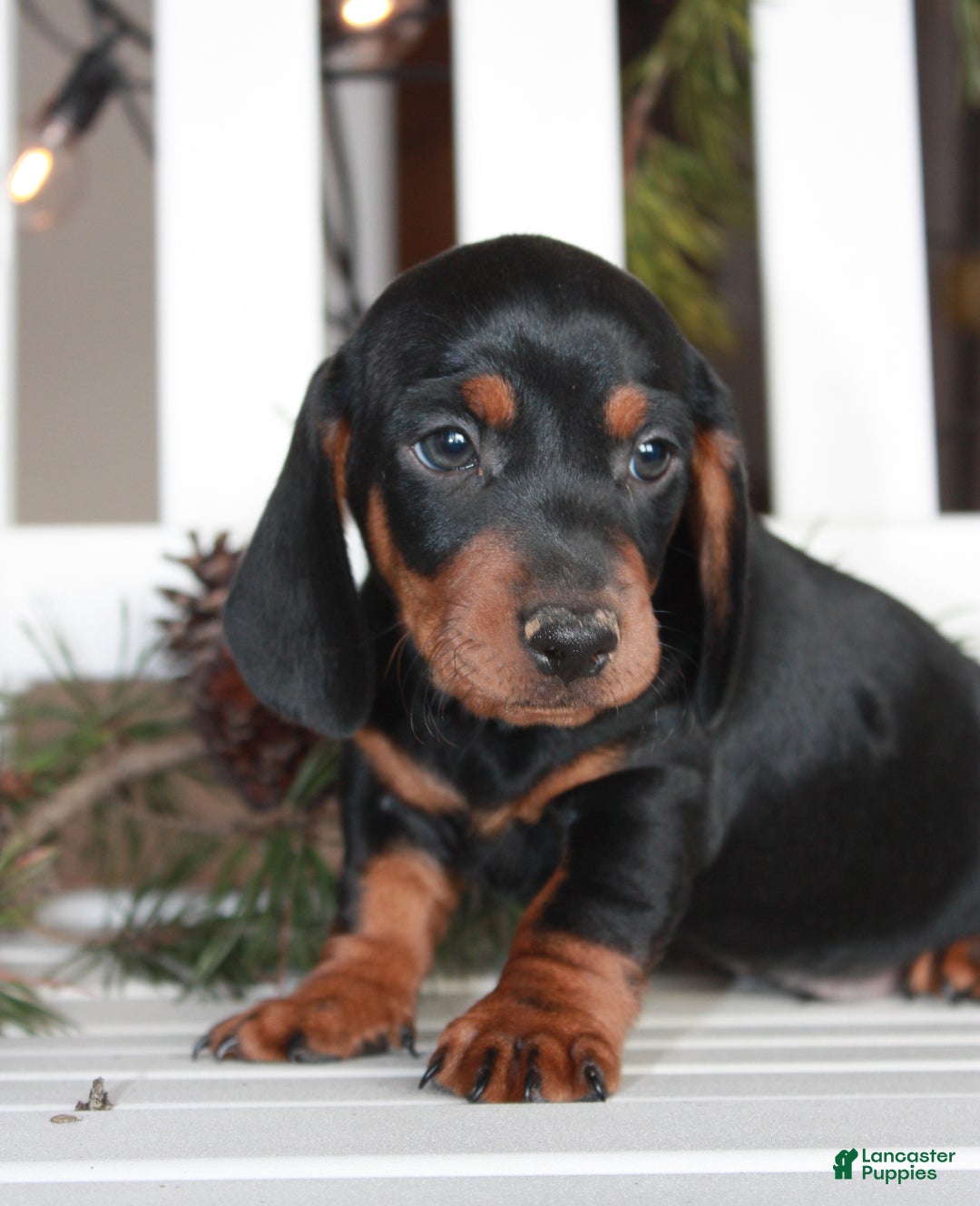 Miniature Dachshund dogs for sale: Chase - Ad 3