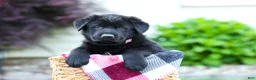 Sheprador dogs for sale: Bear - Ad 10