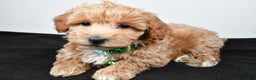 Maltipoo dogs for sale: Skipper - Ad 2