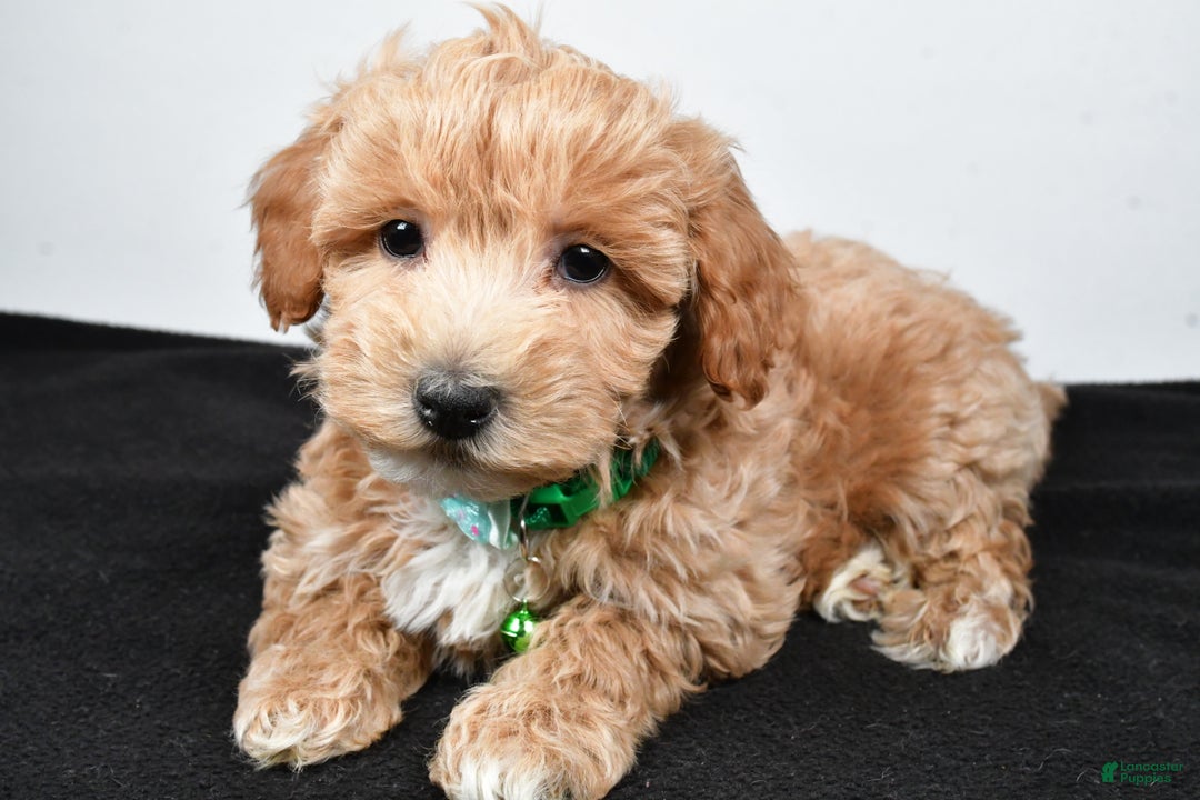 Maltipoo dogs for sale: Skipper - Ad 2