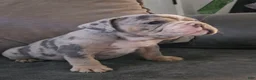 Olde English Bulldogge dogs for sale: Baby Girl - Ad 2