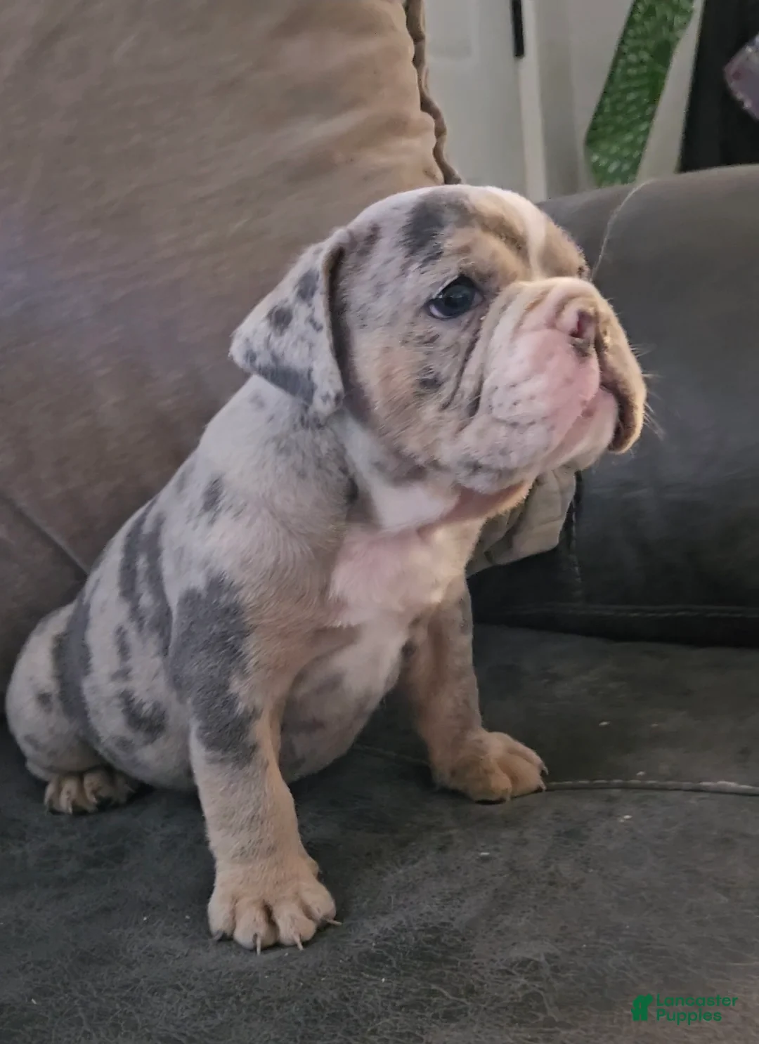 Olde English Bulldogge dogs for sale: Baby Girl - Ad 2