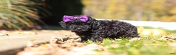 Cavapoo dogs for sale: Aurora - Ad 4