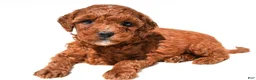 Mini Goldendoodle dogs for sale: Fritz  - Ad 2