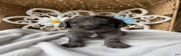 Mini Goldendoodle dogs for sale: Sweet Pea - Ad 22
