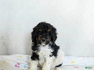 Standard Poodle dogs Mocha - Ad 13