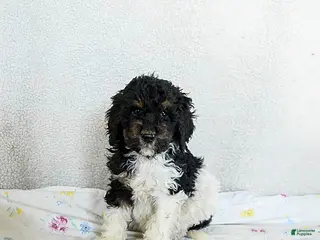 Standard Poodle dogs Mocha - Ad 42