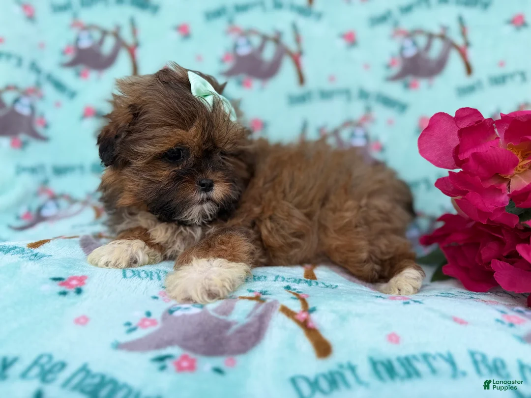 Shihpoo dogs for sale: Quinn - Ad 2