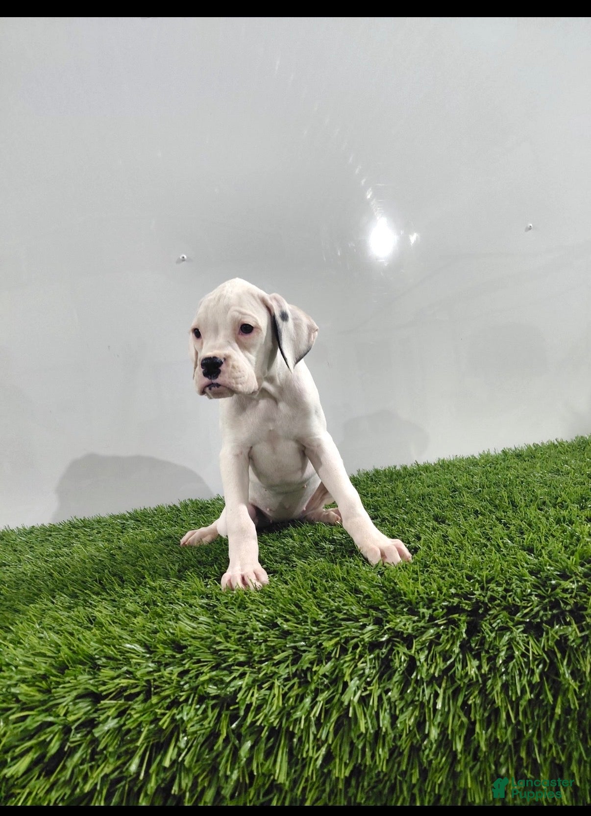 Boxer dogs for sale: Jazzy - Ad 2