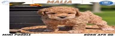 Malia