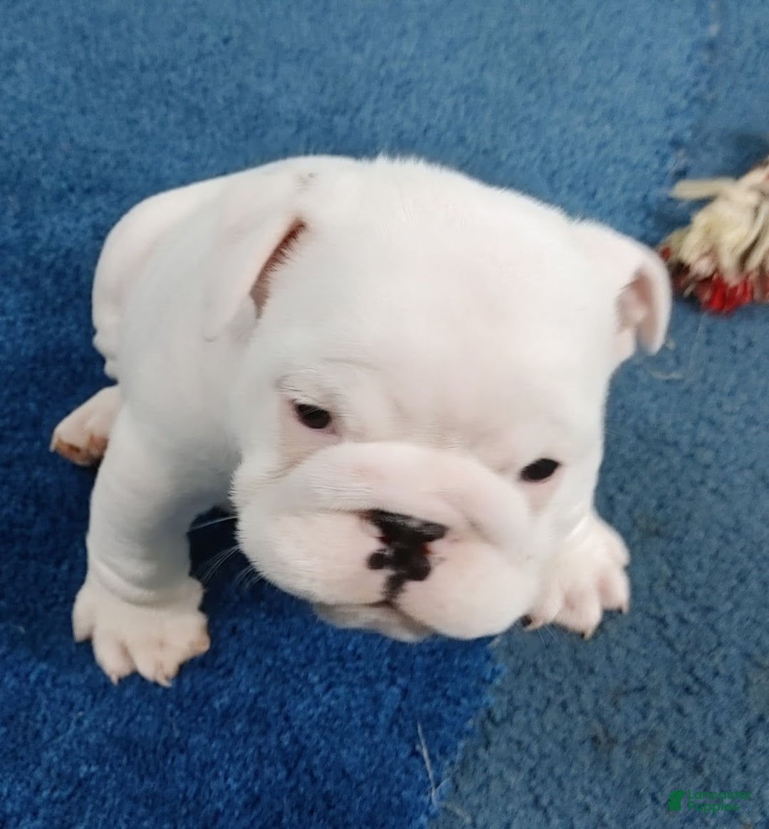 English Bulldog dogs for sale: Eli - Ad 2