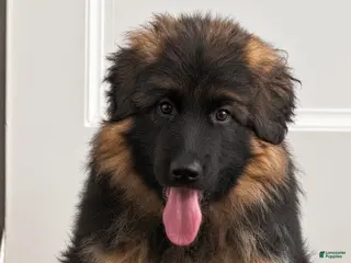German Shepherd dogs 9 week old German Shepherd Female aka Diva! - Ad 19