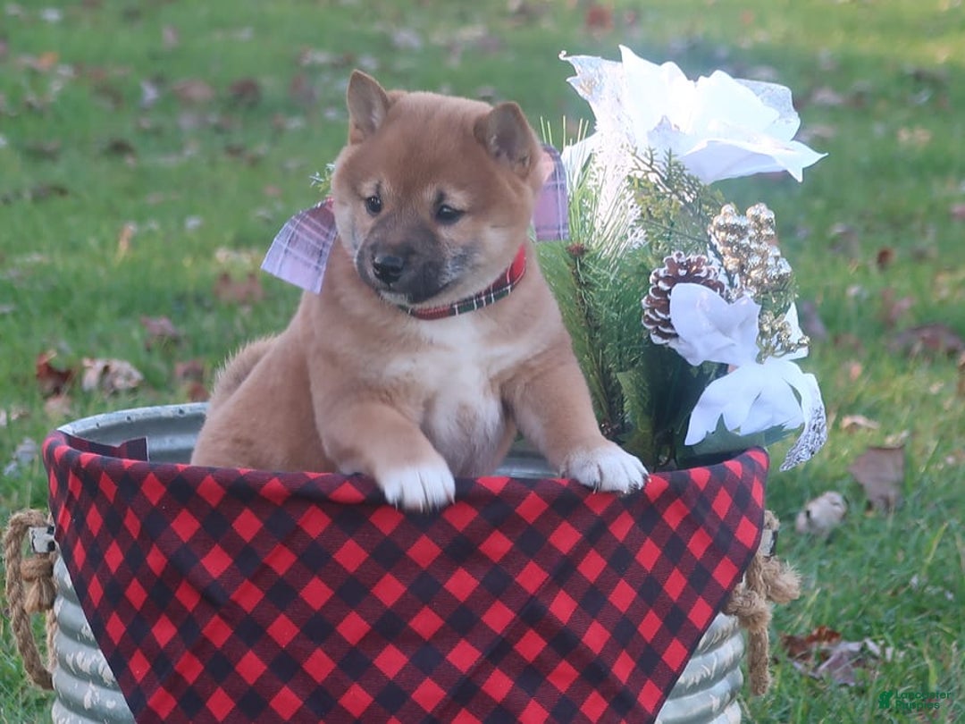 Gallery Image {{count}}