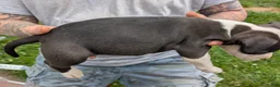 American Pit Bull Terrier dogs for sale: American Pit Bull Terrier Puppy 5 - Ad 3